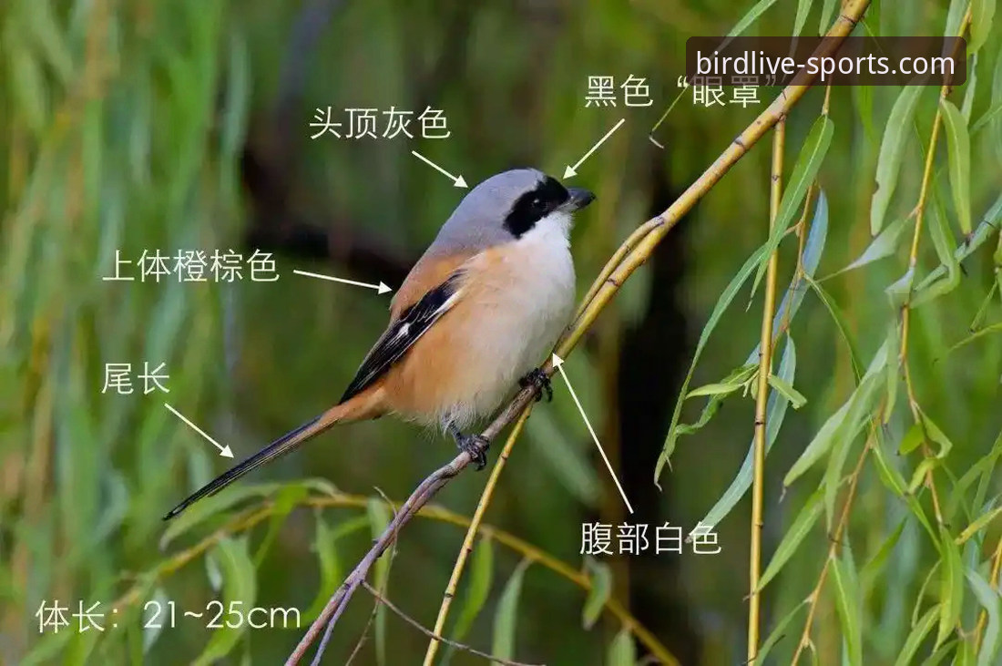 小鸟体育平台高清赛事直播实用技巧：从入门到精通的三步指南