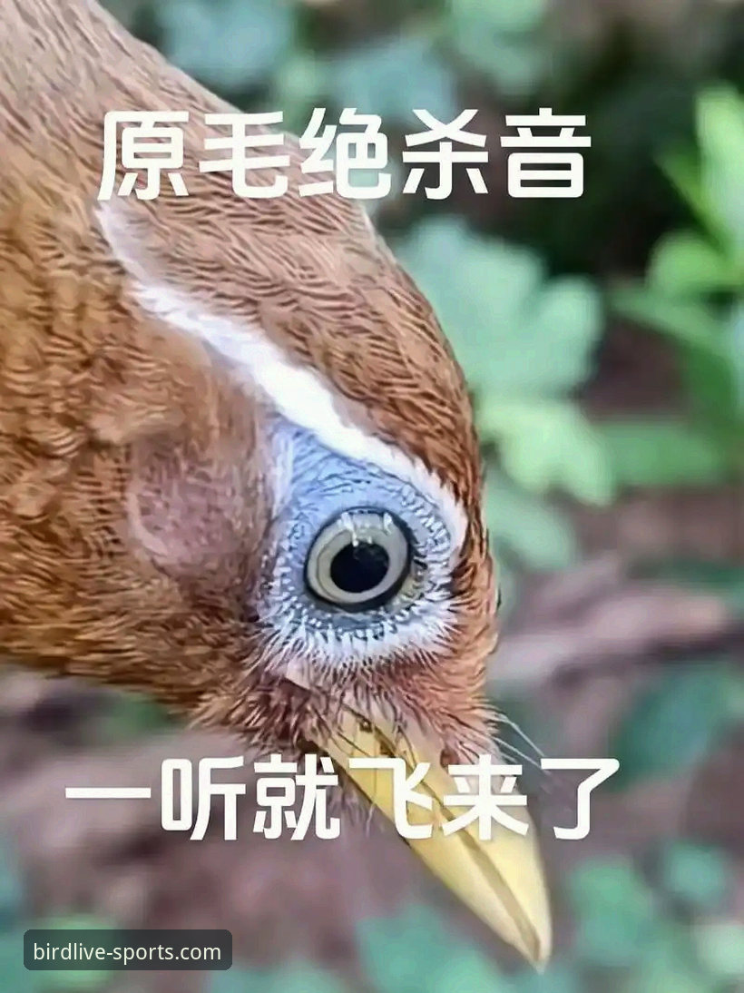 2026小鸟体育高清直播的5大核心优势与使用全攻略